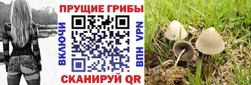 Псилоцибиновые грибы Psilocybine cubensis  Лабытнанги 